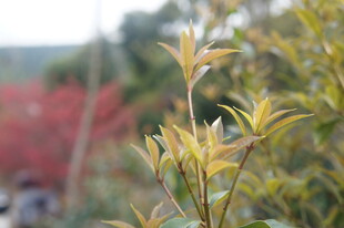 嫩绿枝叶展现自然生机