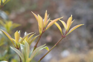 嫩绿新叶植物特写