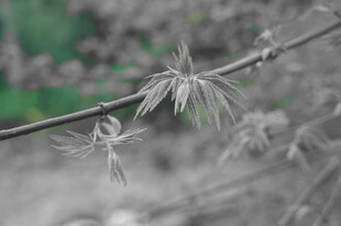 枝头的绒毛状植物特写