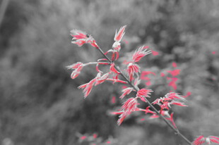 枝头粉嫩新叶初绽