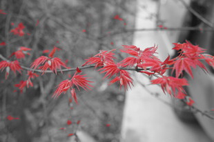 红枫叶枝 一抹自然艳丽