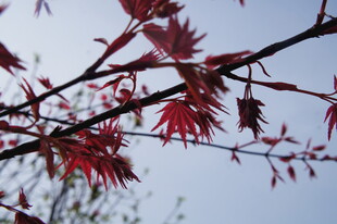 红枫叶树枝特写
