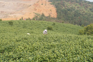 茶园中劳作的身影