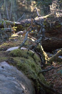 普达措森林公园