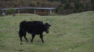 草原上独行的黑色牦牛