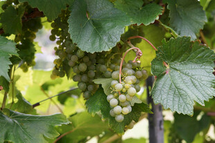 葡萄藤上的青葡萄