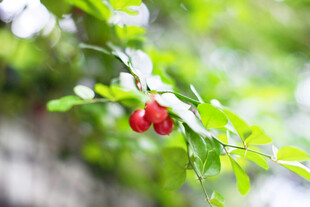 枝头红果伴绿叶