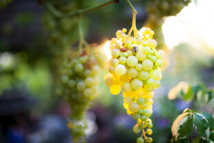 阳光下的晶莹葡萄串