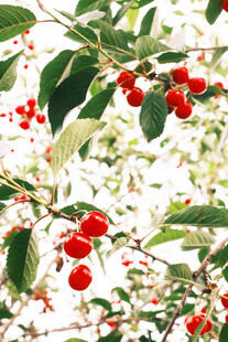 枝头红果绿叶相映成趣