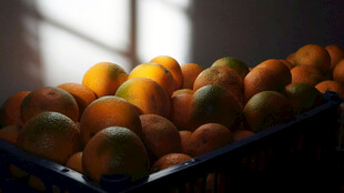 阳光下的新鲜橙子