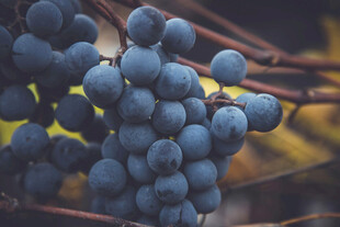 饱满紫葡萄挂于枝头