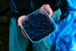 手捧新鲜蓝莓