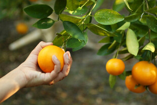 手摘枝头鲜橙
