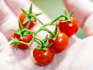 手中的新鲜小番茄