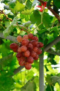 枝头红葡萄