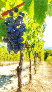 葡萄园里饱满的紫葡萄