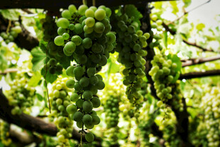 翠绿葡萄挂于繁茂枝蔓间