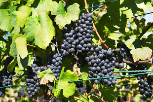 葡萄藤上饱满的紫葡萄