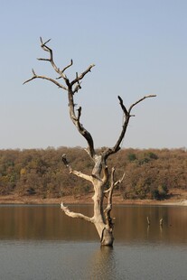 水中枯树立于宁静湖面