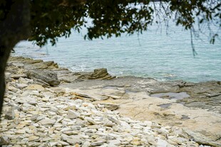 海边树下的碎石滩景