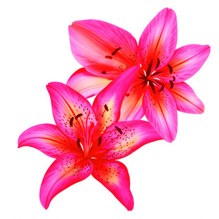 两朵娇艳粉色百合花