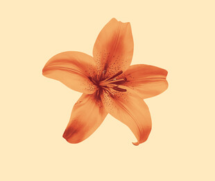 橙色百合花特写