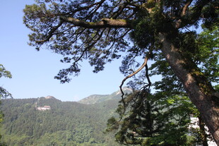 衡山山林间挺拔的松树