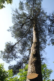 衡山高耸入云的挺拔大树