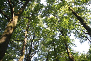 衡山仰视葱郁树林树冠