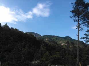 衡山青山蓝天间的挺拔树木