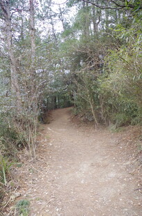 衡山林间幽静小径