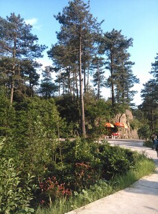 衡山林间小径旁的自然景致