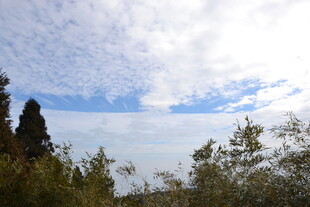 衡山蓝天白云下的葱郁树林