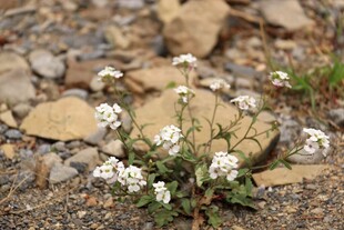 石缝中的白色小花绽放