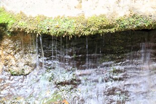 苔藓覆盖的湿润土壁景观