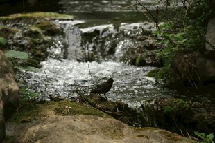 山间溪流小瀑布景观