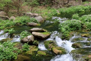 山间溪流潺潺 绿意盎然