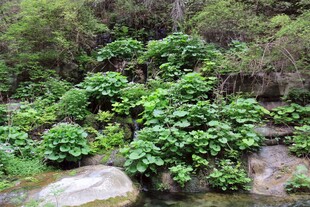 溪边繁茂绿植景观