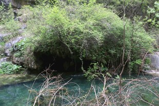 山间幽潭旁的葱郁绿植