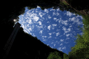 仰望天空的树木与白云
