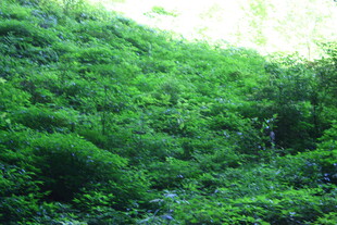 翠绿山林间的盎然生机