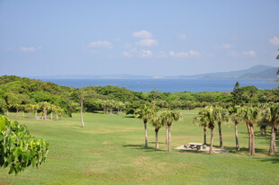 绿意盎然的户外休闲草地