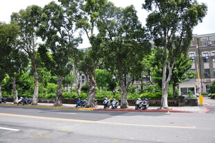 街道旁葱郁树木景观