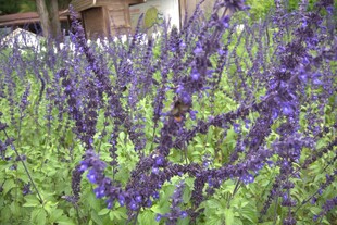 紫色鼠尾草花丛美景