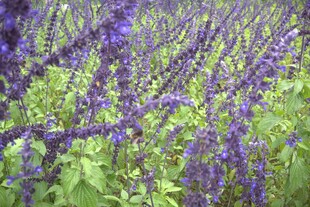 紫色鼠尾草花丛美景