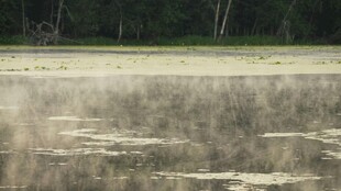 湿地景观 水面与远处树林