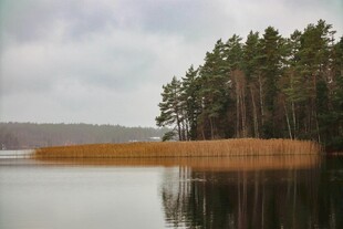 湖畔松林 静谧自然景致