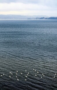海面飞鸟群 辽阔自然景