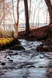 林间溪流冬日静谧景象