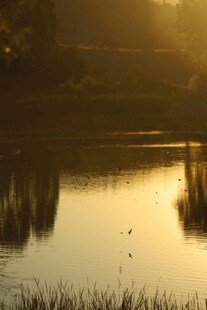 湖畔晨光中的静谧水面